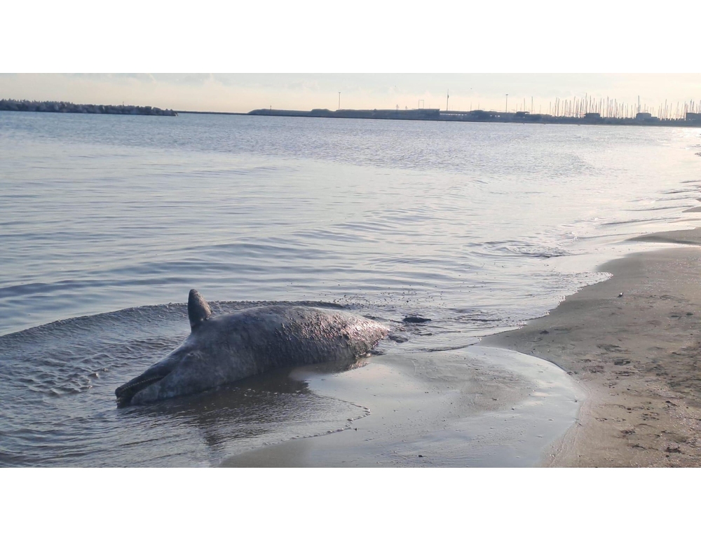 Delfino trovato morto in spiaggia a Pescara