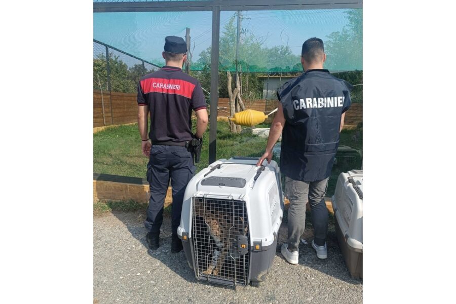 Gli animali trasferiti dai carabinieri in una struttura zoologica in provincia di Novara