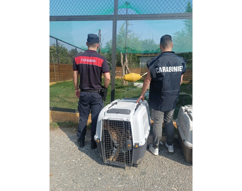 In casa ha due serval, felini vietati confiscati nel Bresciano