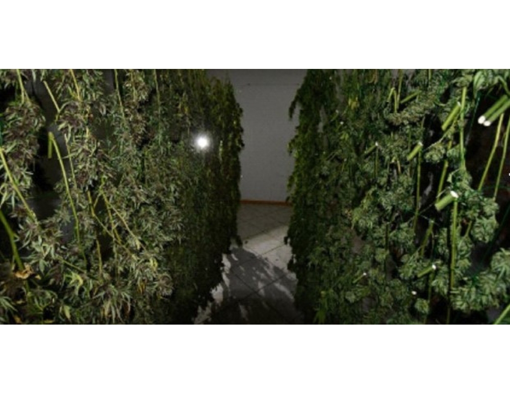 La polizia scopre un centro di essiccazione con 50 chili di marijuana