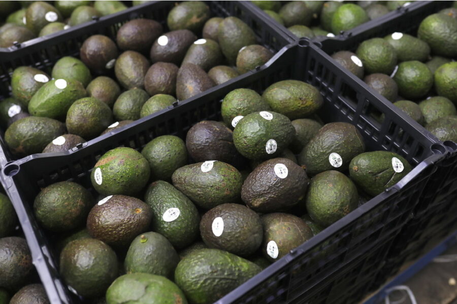 Il settore dell'avocado fa da apripista alle nuove regole formali