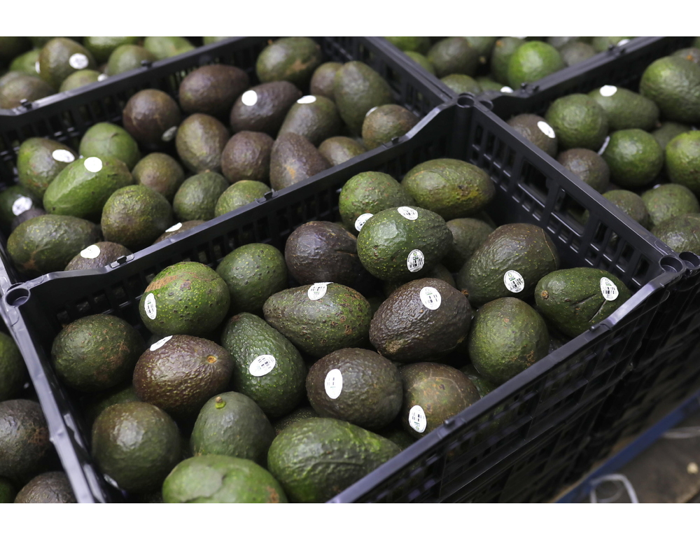 Messico, stretta sul lavoro nero per le esportazioni agricole