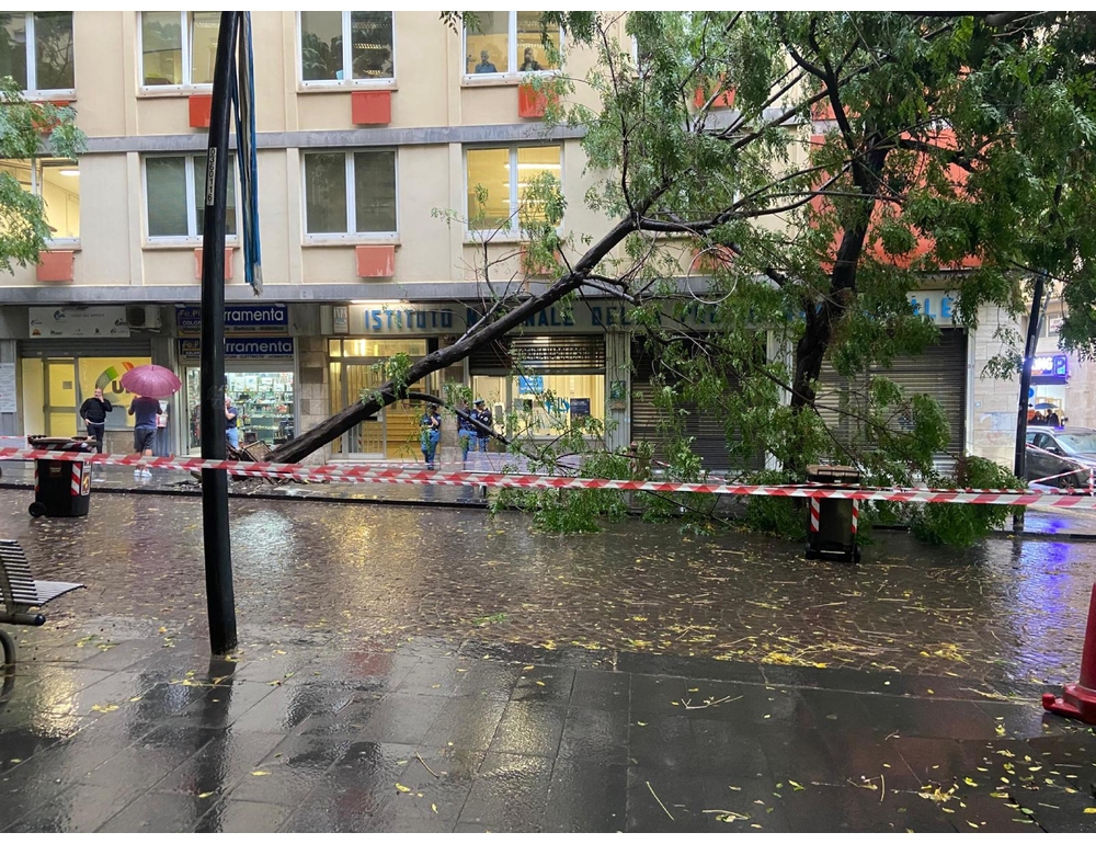Ondata di maltempo, crolla un albero nel centro di Napoli