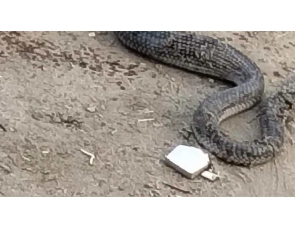Paura a scuola in Egitto, un cobra trovato in un’aula di un istituto elementare