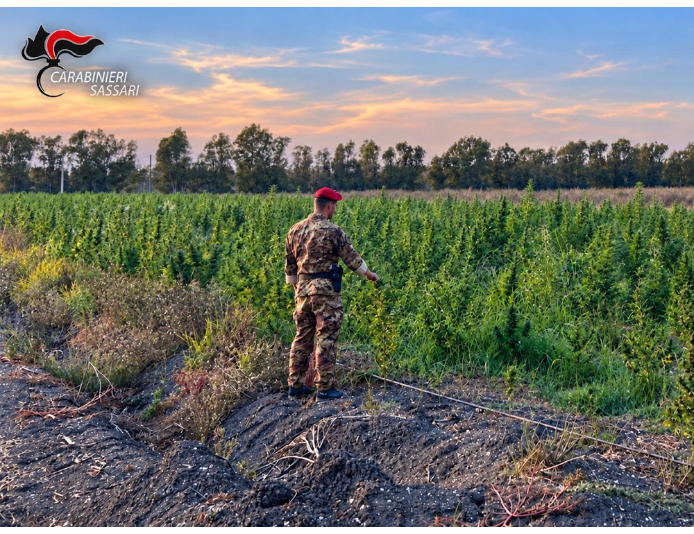 Piantagione di marijuana in Gallura, 4 arresti