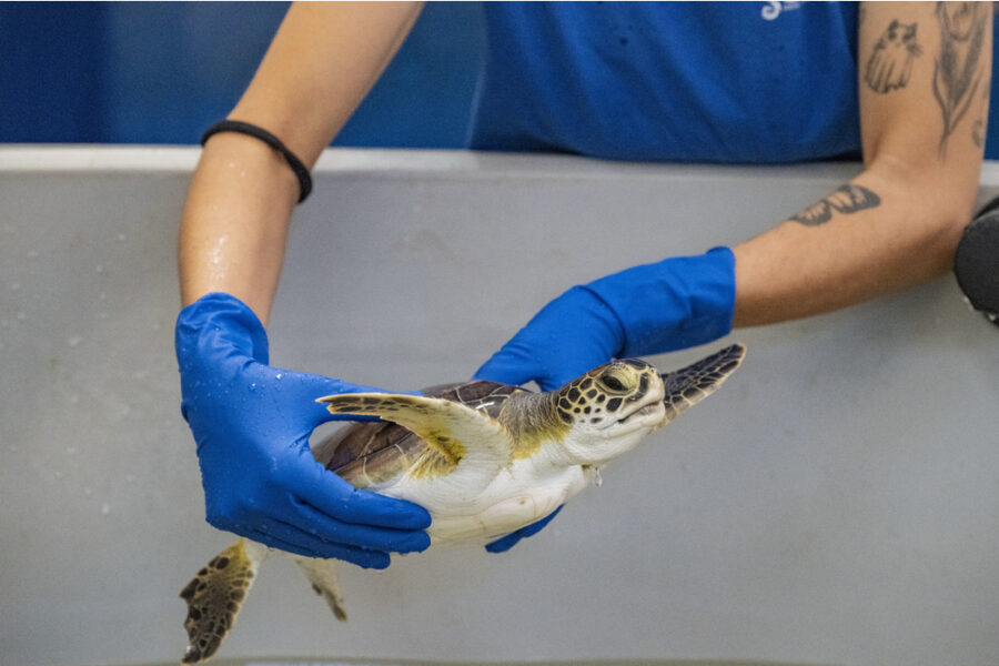 È solo la seconda trovata in questo tratto di mare
