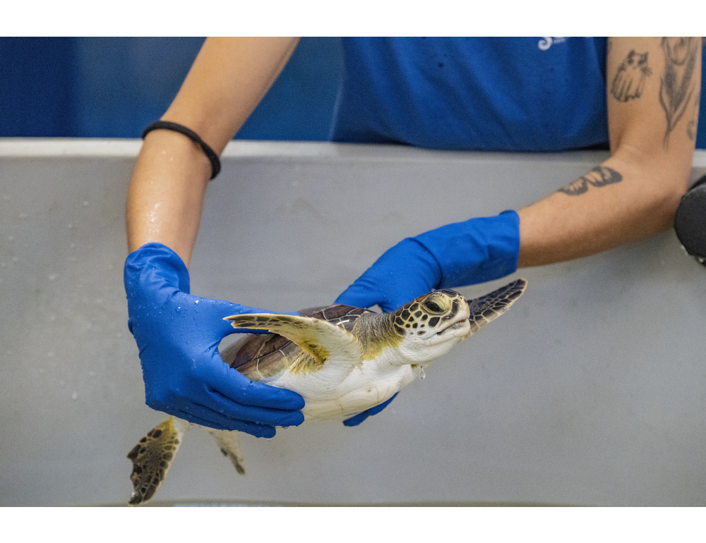 Rara tartaruga verde pescata per errore in Adriatico e affidata al Cestha