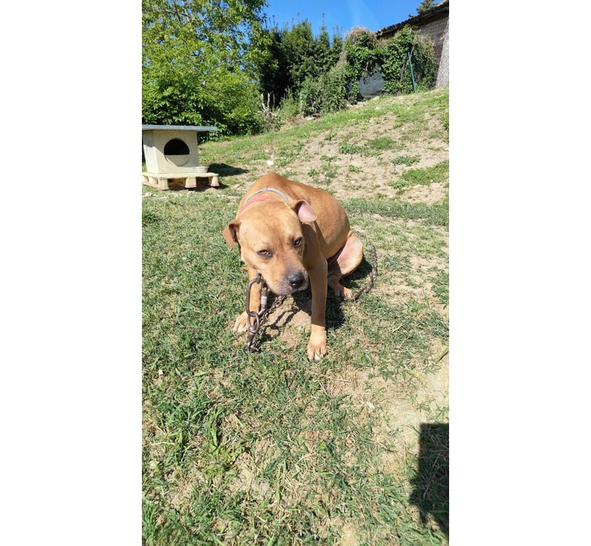 Scoperto a Parma un giro di combattimenti tra pitbull dopati