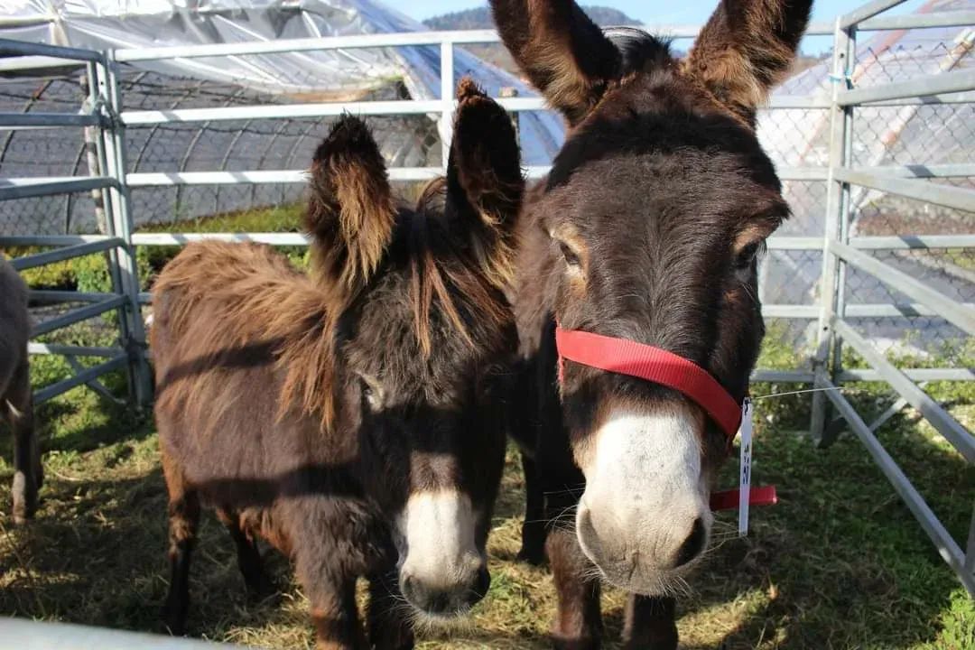 Barni celebra la montagna: torna la Fera, per la prima volta in tre giorni