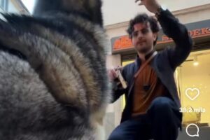“Posso fare una foto al tuo cane”? Il video di Doggodaily in centro a Como